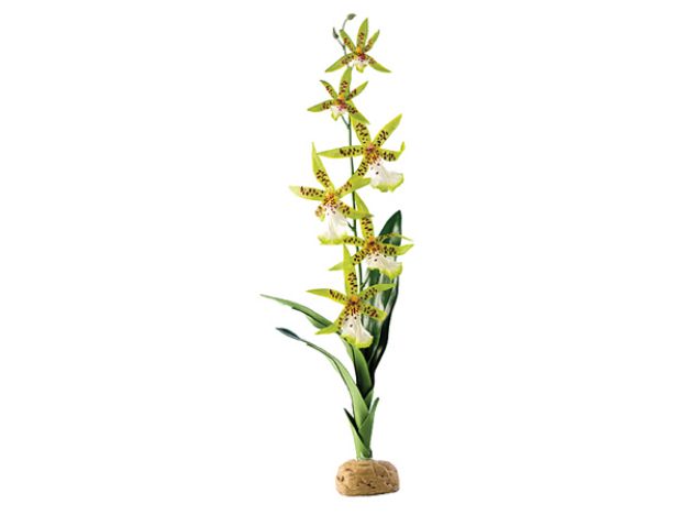 Obrázek Rostlina EXO TERRA Spider Orchid 45 cm 