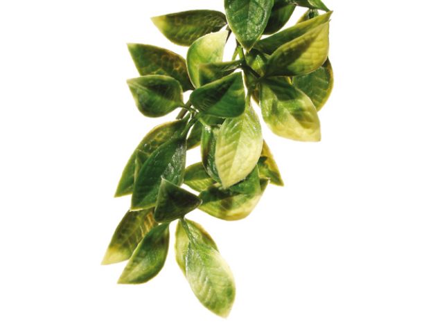 Obrázek Rostlina EXO TERRA Mandarin 40 cm 