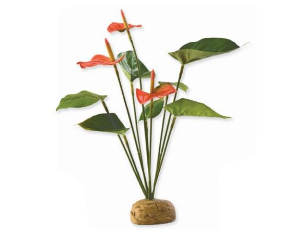 Rostlina EXO TERRA Anthurium Bush 30 cm 
