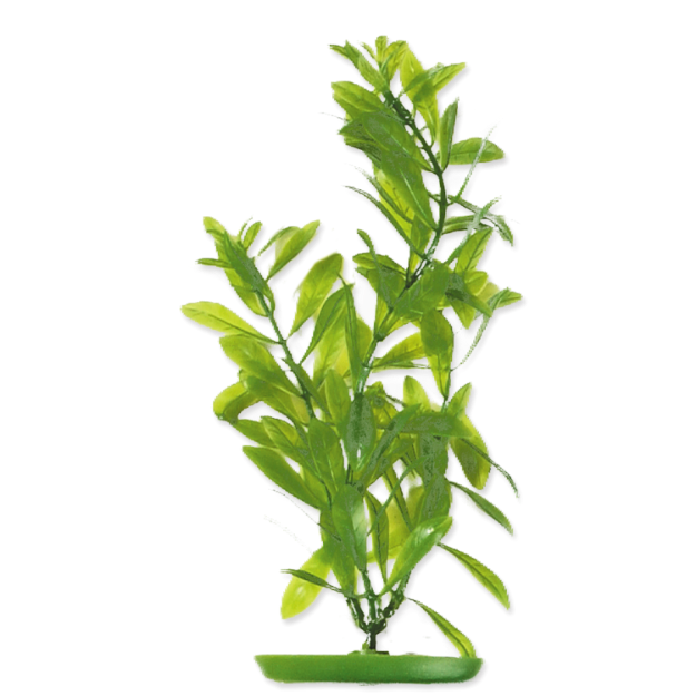 Rostlina MARINA Hygrophila 30 cm 