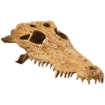 Picture of Dekorace EXO TERRA krokodýlí lebka 